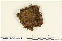 藏品(叢苔科)的圖片